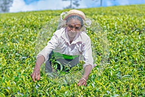 Tamil woman who works at Dambetenna estate breaks tea leaves